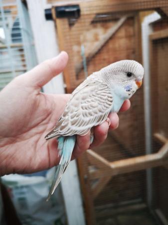Image 11 of Baby hand tamed budgies for sale