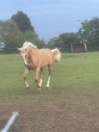 Image 1 of For sale beautiful palomino filly