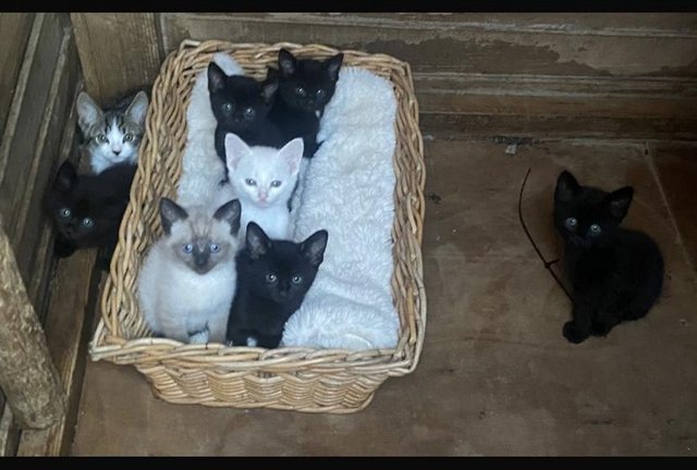 Image 1 of Kittens for sale 2 girls 4 boys
