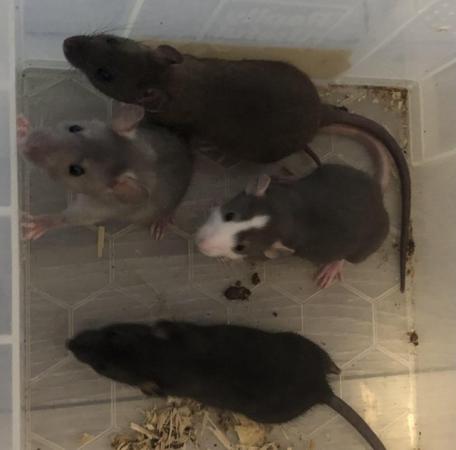 Image 3 of Baby dumbo and fancy rats