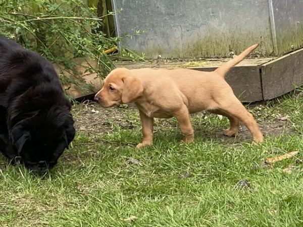 Image 13 of KC Registered Red Labrador Puppies