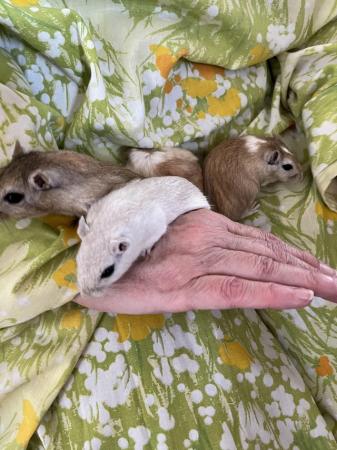 Image 12 of 4 Male Gerbils with Glass Tank *Available*