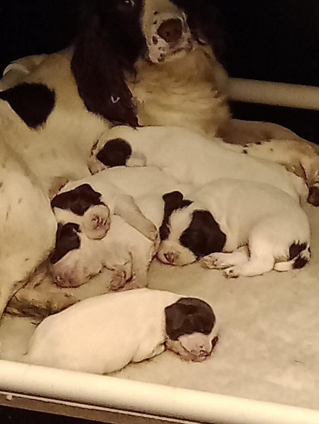 Preview of the first image of KC registered Springer Spaniel pups.