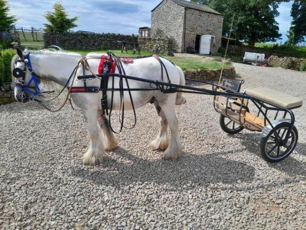 Image 4 of shamus Lovely ride and drive blue & white cob