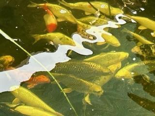 Image 2 of Koi carp various colours and types for sale