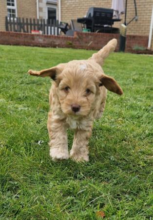 Image 4 of F1 Cockapoo Puppies for sale