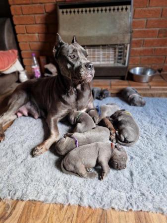 Image 2 of STUNNING ICCF REGISTERED CANE CORSO  LAST BOY AVAILABLE  NOW