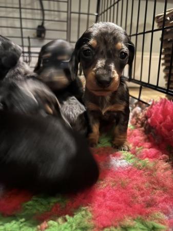 Image 3 of READY NOWMidi dachshund puppies