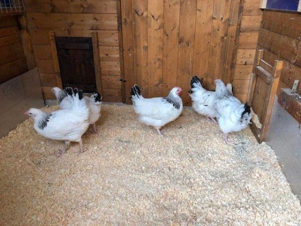 Image 62 of *POULTRY FOR SALE,EGGS,CHICKS,GROWERS,POL PULLETS*
