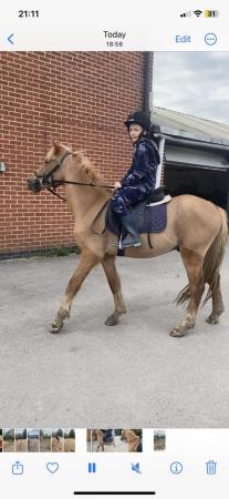 Image 1 of 13.3hh Welsh C x cob for sale
