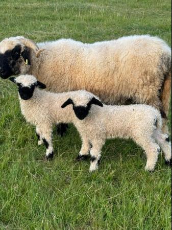 Image 3 of Valais BlackNose Ewe Lambs x 3