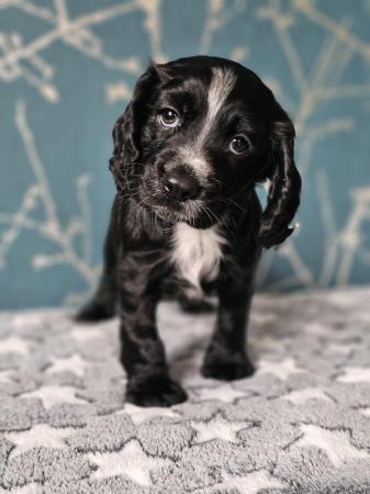 Image 4 of KC Registered Working Cocker Spaniel Puppies, Ready mid July