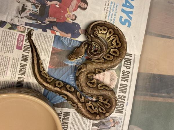 Image 5 of Pewter het Clown male royal python