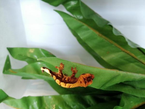 Image 6 of Crested geckos babys, stunners for sale 2 avaliable