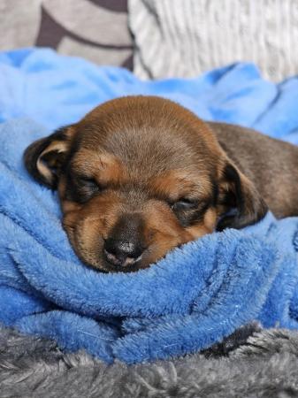 Image 4 of Gorgeous Miniature Dachshund Puppies