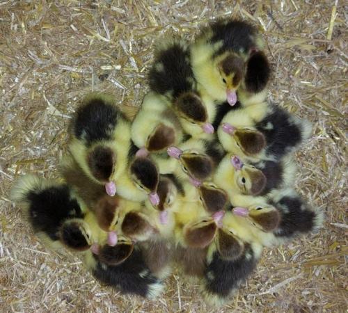 Image 4 of Adorable fluffy Muscovy ducklings for sale