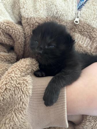 Image 15 of 1 Black kitten for sale