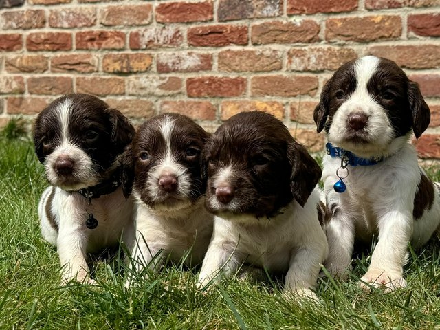 Preview of the first image of KC springer spaniels, lovely mixed litter!!!.