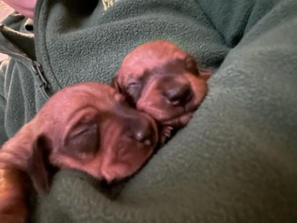 Image 3 of Miniature dachshunds girls