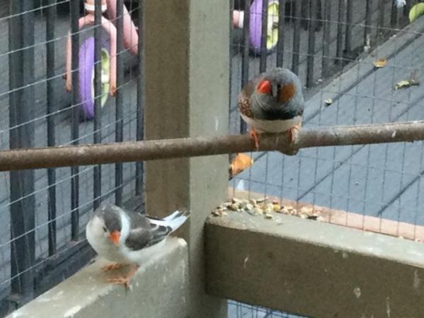 Image 2 of Mixed Finches For Sale Male  Female