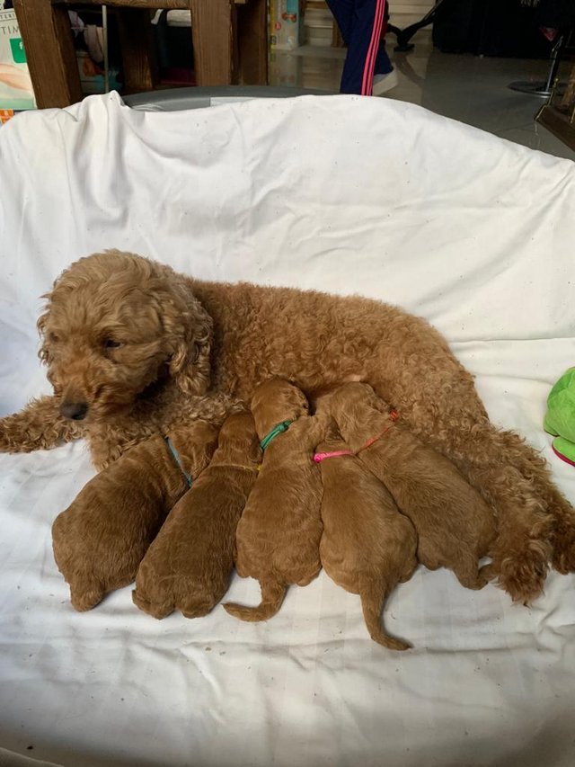 Preview of the first image of Gorgeous Cockapoo Puppies.