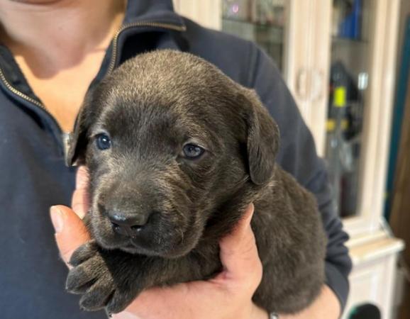 Image 6 of Last 1 - Stunning Charcoal Boys Labrador Pups