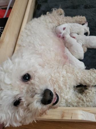Image 3 of Gorgeous KC registered, health tested, Bichon Frise pups