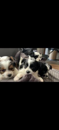 Image 19 of Very meautiful mini Biewer puppies for sale