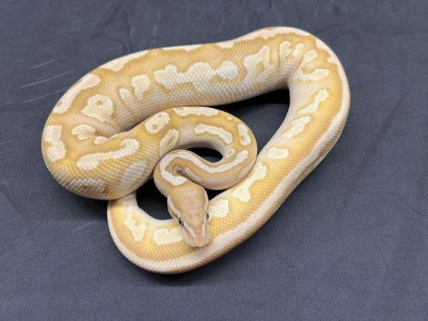 Image 4 of Coral Glow Lesser Pastel Gravel het Pied Male Royal Python