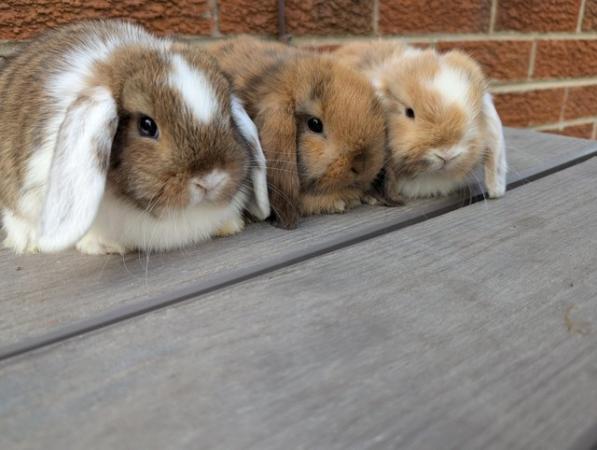Image 1 of Beautiful mini lop rabbits available