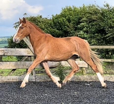 Image 2 of Irish Draught 2 Years Old Good Stamp Of A Filly - 16hh