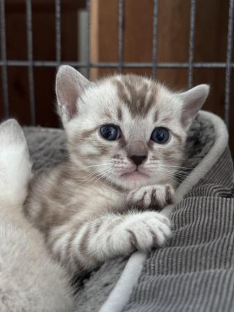 Image 14 of Bengal Pedigree Kittens -Tica Registered