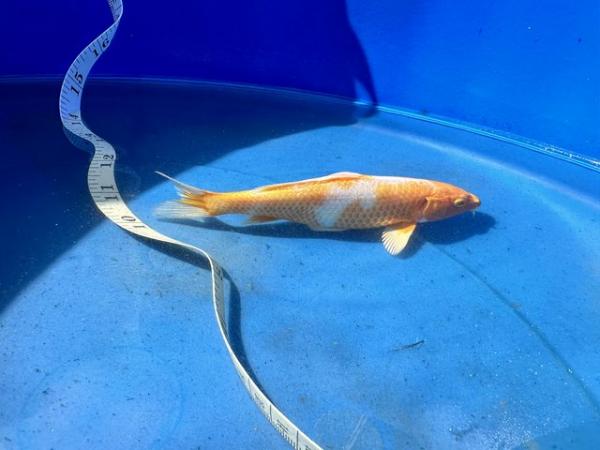 Image 4 of 3-6inch koi reared from new Forrest koi fry