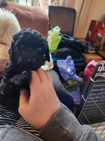 Standard Poodle Puppies Mixed litter for sale in York, North Yorkshire - Image 12