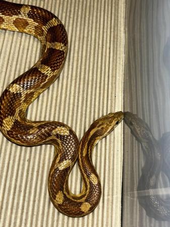 Image 4 of Male corn snake For sale
