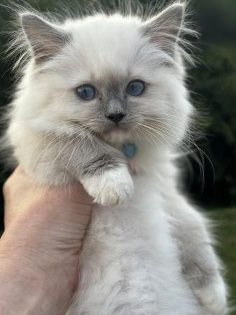 Image 1 of Exceptional blue mitted gccf active boy available