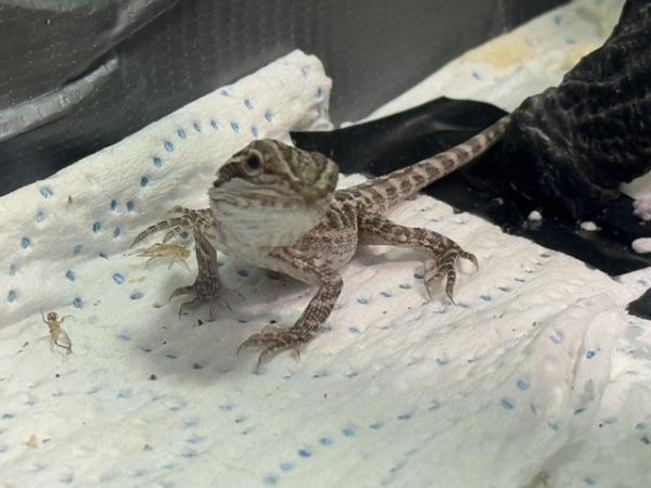Image 1 of Bearded dragons for sale
