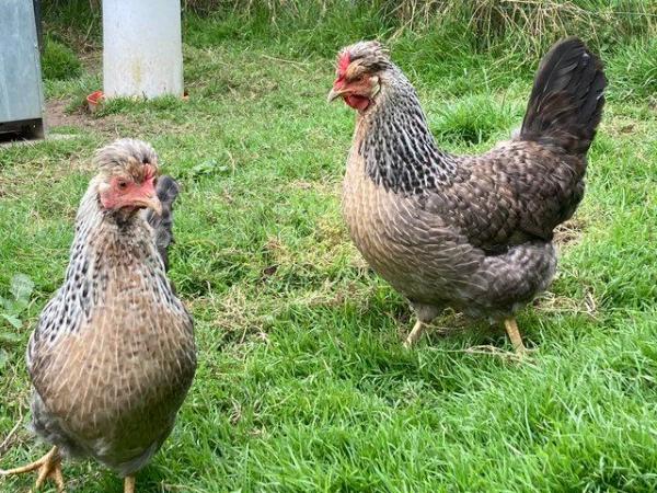 Image 3 of Cream legbar p.o.l. Pullets for sale.