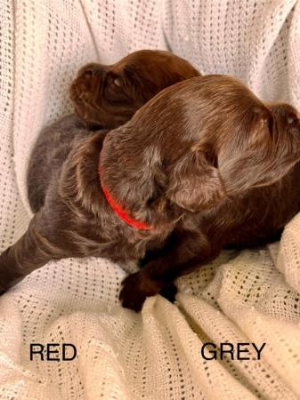 Image 1 of DNA Health cleared Cockapoo puppies ready to go 17th may