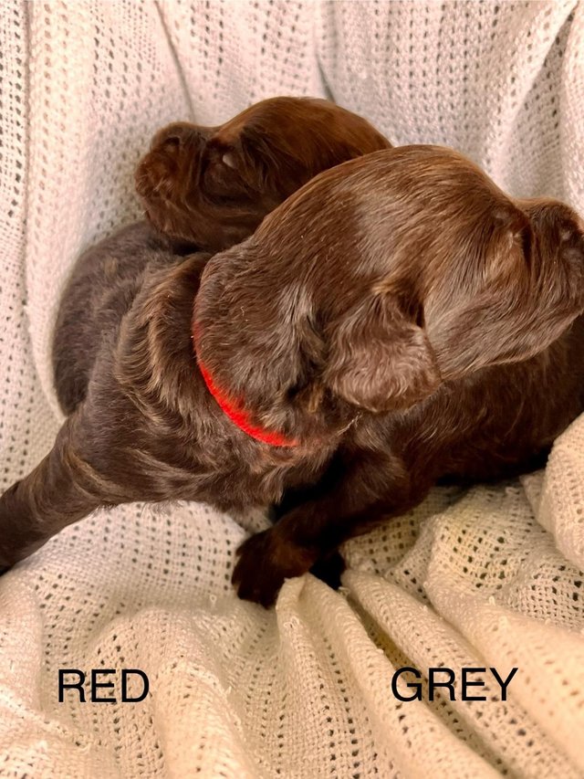 Preview of the first image of DNA Health cleared Cockapoo puppies ready to go 17th may.