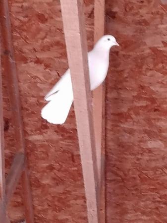 Image 1 of Doves for sale. £10 for two.