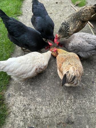 Image 3 of 8 point of lay hens and a cockerel