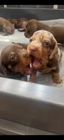Image 4 of Outstanding miniature dachshund puppies