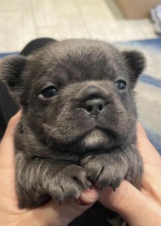 Image 16 of ***ALL SOLD*** - Stunning blue French bulldogs KC registered