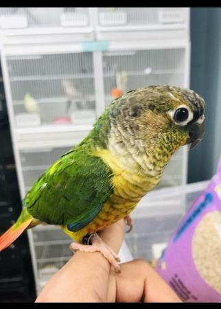 Image 9 of Baby Conure talking parrot