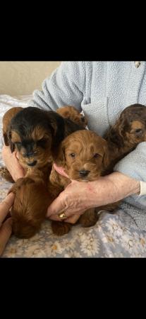 Image 2 of Cockapoo puppies for sale