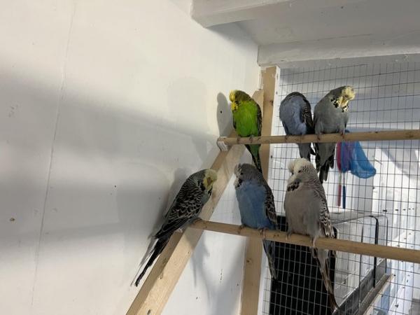 Image 9 of Budgies exhibition and pet types