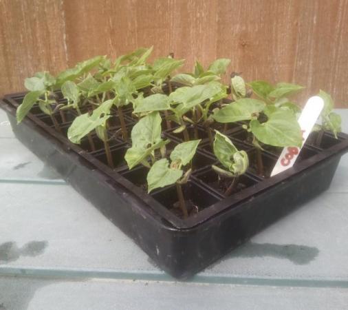 Image 2 of 5 x Green Bean plants ( Cobra ) £2 or 10 for £4 - nice barga