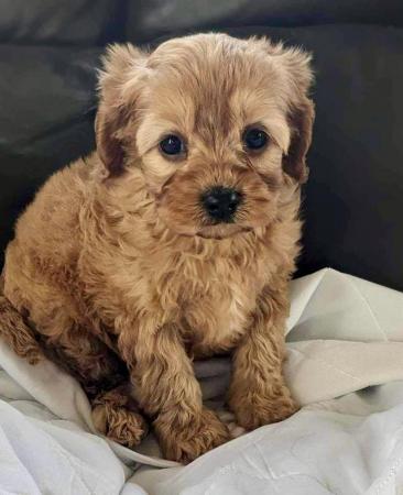 Image 6 of Perfect cavapoo puppies looking 4 new homes