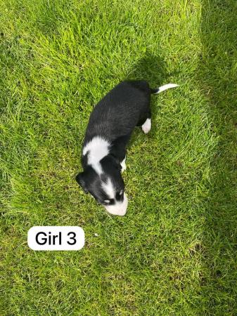Image 2 of Saluki puppies for sale
